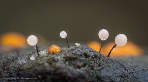 Attēlu rezultāti vaicājumam “Comatricha ellae”