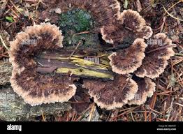 Attēlu rezultāti vaicājumam “Thelephora terrestris”