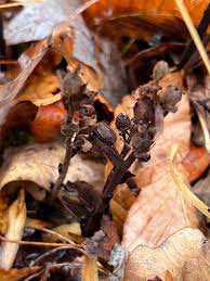 Attēlu rezultāti vaicājumam “Arcyria globosa young”