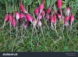 Attēlu rezultāti vaicājumam “Raphanus sativus”