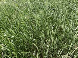 Attēlu rezultāti vaicājumam “Elytrigia repens subsp. arenosa”