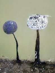 Attēlu rezultāti vaicājumam “Lamproderma pseudomaculatum”