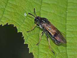 Attēlu rezultāti vaicājumam “Arge ustulata”