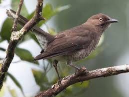 Attēlu rezultāti vaicājumam “Trichia scabra sessile”