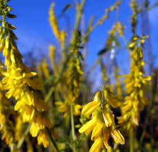 Attēlu rezultāti vaicājumam “Melilotus officinalis”