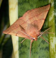 Attēlu rezultāti vaicājumam “Colotois pennaria”