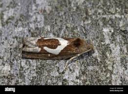 Attēlu rezultāti vaicājumam “Epiblema foenella”