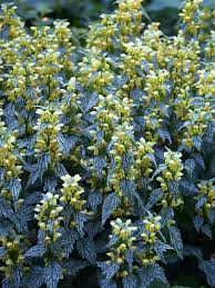 Attēlu rezultāti vaicājumam “Lamiastrum galeobdolon flower”