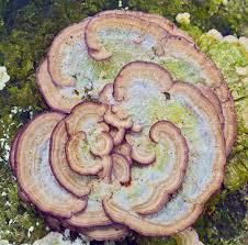 Attēlu rezultāti vaicājumam “Trichaptum biforme”