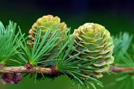 Attēlu rezultāti vaicājumam “Larix kaempferi leaf”