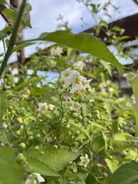 Attēlu rezultāti vaicājumam “Solanum nigrum flower”