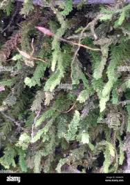 Attēlu rezultāti vaicājumam “Anomodon”