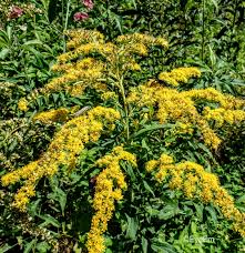 Attēlu rezultāti vaicājumam “Solidago virgaurea leaf”