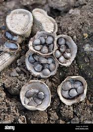 Attēlu rezultāti vaicājumam “Crucibulum laeve”