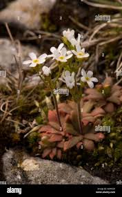 Attēlu rezultāti vaicājumam “Androsace septentrionalis”