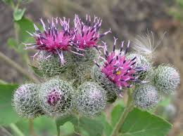 Attēlu rezultāti vaicājumam “Arctium tomentosum”