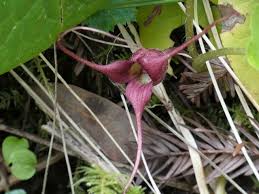 Attēlu rezultāti vaicājumam “Asarum europaeum flower”