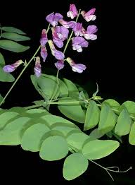 Attēlu rezultāti vaicājumam “Lathyrus”