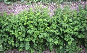 Image result for Sanguisorba minor