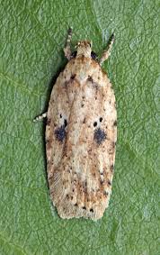 Attēlu rezultāti vaicājumam “Agonopterix aranella”