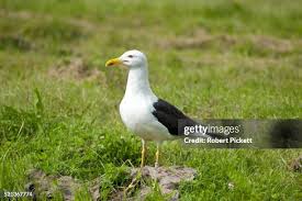 Attēlu rezultāti vaicājumam “Larus marinus”