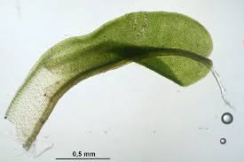 Attēlu rezultāti vaicājumam “Syntrichia virescens”