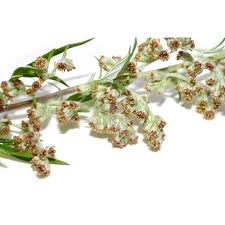 Attēlu rezultāti vaicājumam “Artemisia vulgaris flower”