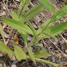 Attēlu rezultāti vaicājumam “Hieracium umbellatum bud”