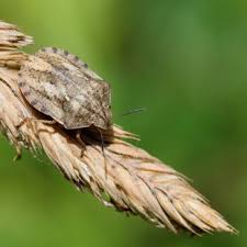 Attēlu rezultāti vaicājumam “Eurygaster testudinaria nymph”