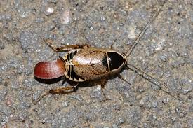 Attēlu rezultāti vaicājumam “Ectobius sylvestris female”