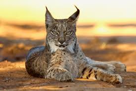 Image result for Lancashire Lynx
