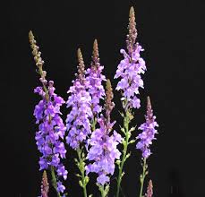 Image result for Linaria purpurea