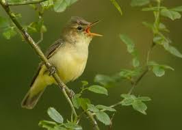 Attēlu rezultāti vaicājumam “Hippolais icterina adult”
