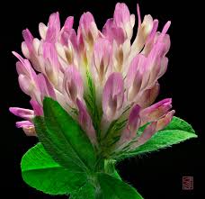 Attēlu rezultāti vaicājumam “Trifolium pratense flower”
