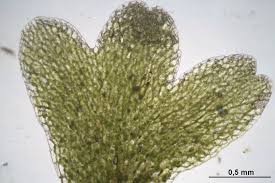 Attēlu rezultāti vaicājumam “Riccardia latifrons”