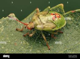 Attēlu rezultāti vaicājumam “Elasmostethus interstinctus nymph”