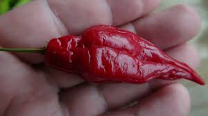 Afbeeldingsresultaat voor paper lantern hot pepper