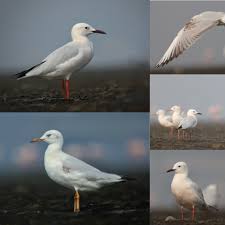 Image result for Chroicocephalus genei