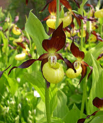 Attēlu rezultāti vaicājumam “Cypripedium calceolus flower”