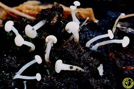 Attēlu rezultāti vaicājumam “Cudoniella acicularis”