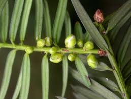 Attēlu rezultāti vaicājumam “Taxus baccata bud”