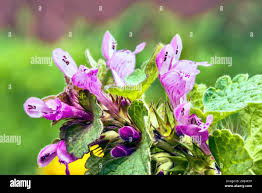 Attēlu rezultāti vaicājumam “Lamium purpureum flower”