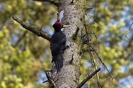 Attēlu rezultāti vaicājumam “Dryocopus martius adult”