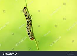 Attēlu rezultāti vaicājumam “Shargacucullia scrophulariae”