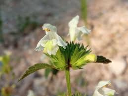 Image result for Galeopsis segetum