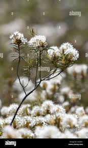 Attēlu rezultāti vaicājumam “Ledum palustre flower”