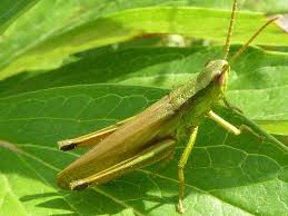 Attēlu rezultāti vaicājumam “Chrysochraon dispar”