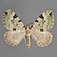 Attēlu rezultāti vaicājumam “Colostygia pectinataria female”