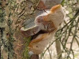 Attēlu rezultāti vaicājumam “Phellinus pomaceus”