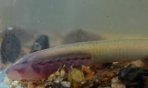 Attēlu rezultāti vaicājumam “Lampetra planeri”